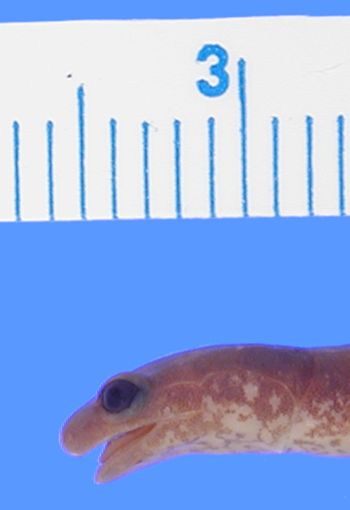 Media type: image; Herpetology A-28282